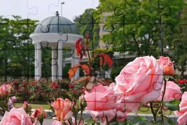rosas