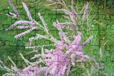 tamaris en fleurs