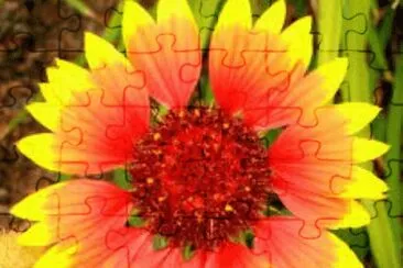 159 jigsaw puzzle