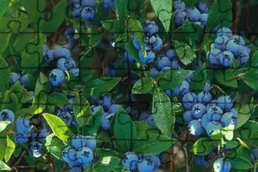 july11 jigsaw puzzle