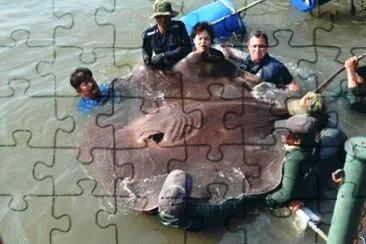 doblando manta jigsaw puzzle
