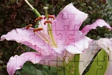 Flor
