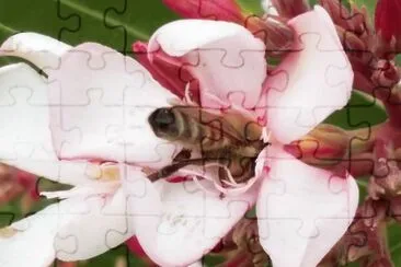 Abeja