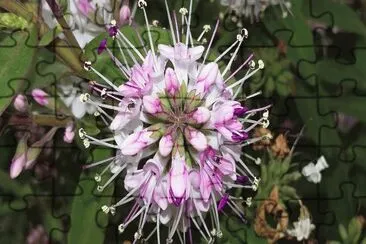 Flor