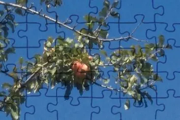 Manzanas
