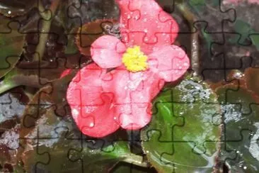Flor
