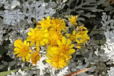 Ruda en flor