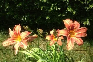 Lys orange