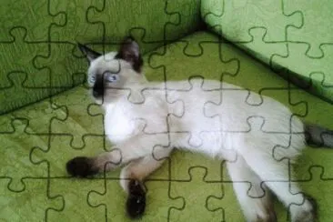 Gata na sofá jigsaw puzzle