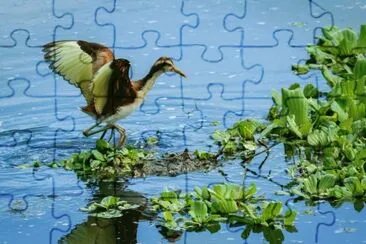 Jaçanã jigsaw puzzle