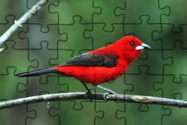Tie Sangue jigsaw puzzle