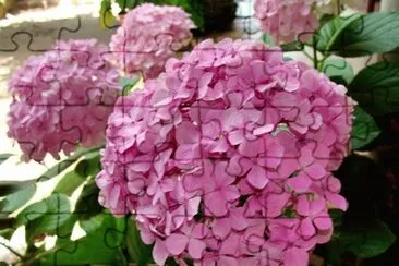 hortensia jigsaw puzzle