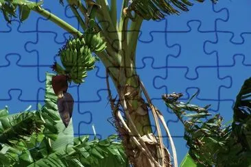 Bananier jigsaw puzzle