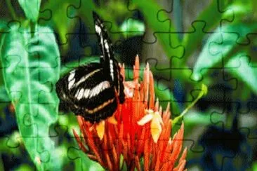 פאזל של NATURALEZA VZLA