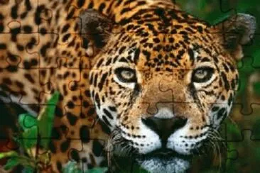 NATURALEZA VZLA jigsaw puzzle
