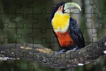 Tucano bico verde jigsaw puzzle