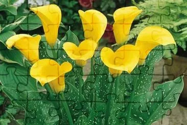 imagens jigsaw puzzle
