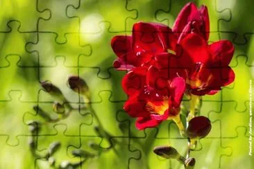 imagens jigsaw puzzle