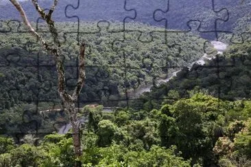 פאזל של Selva misionera. Argentina