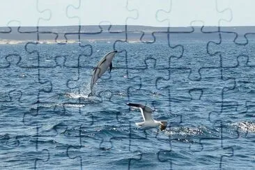 En Puerto Madryn. Chubut. Argentina jigsaw puzzle