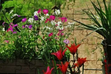 FLORES