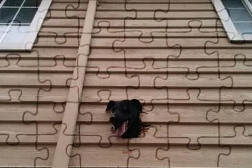 curioso jigsaw puzzle