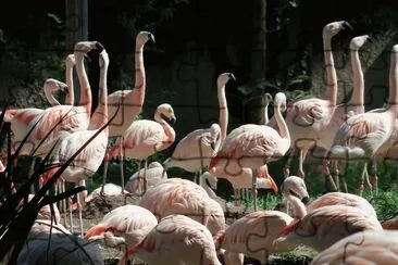 flamencos