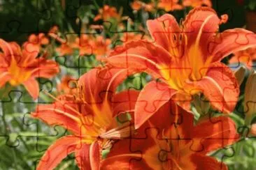 july27 jigsaw puzzle