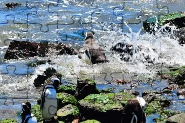 En Punta Tombo. Chubut. Argentina jigsaw puzzle