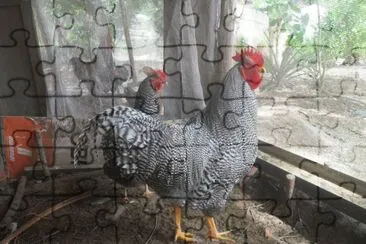 Galo Carijó jigsaw puzzle