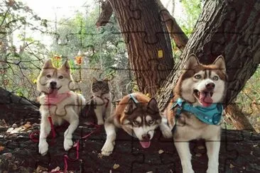 Perros y gato de paseo en el campo jigsaw puzzle