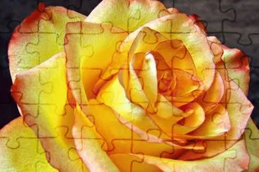 Yellow Gorgeous Rose jigsaw puzzle
