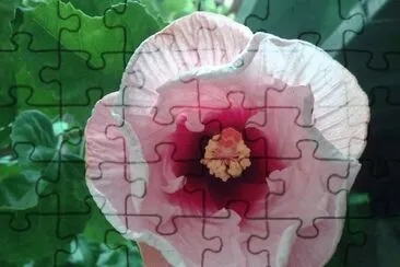 hibisco jigsaw puzzle