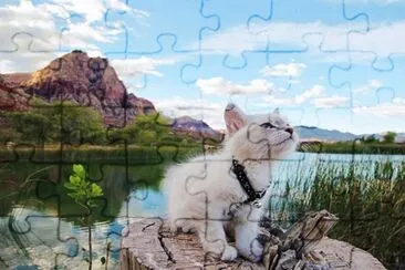 gatos de Campamento jigsaw puzzle