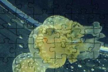 fantasÃ­a jigsaw puzzle