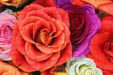 Beautiful Roses jigsaw puzzle