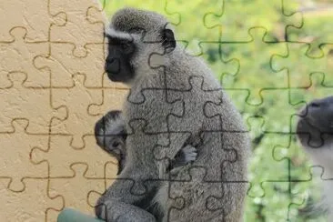 Wild Coast Monkeys jigsaw puzzle