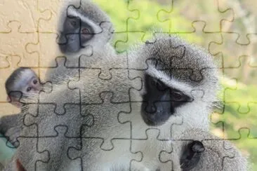 Wild Coast Monkeys 2 jigsaw puzzle