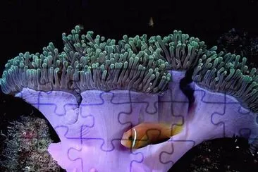 Anemona jigsaw puzzle