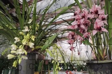 orquidea jigsaw puzzle
