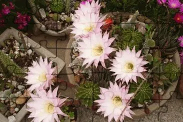 cactus