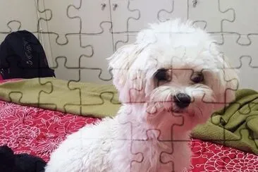 bichÃ³n maltÃ©s jigsaw puzzle