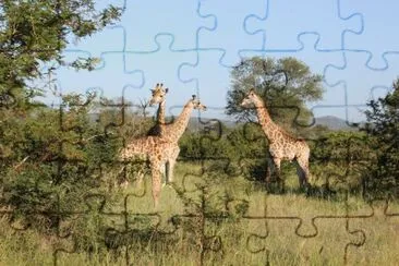 Girafas