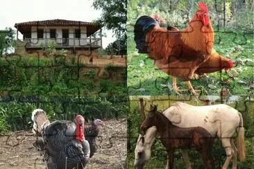 Galinhas, Peru e Cavalos jigsaw puzzle