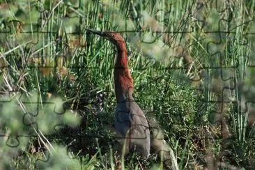 פאזל של En Esteros del IberÃ¡. Corrientes. Argentina