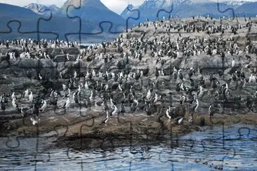 Isla de los PÃ¡jaros. Tierra del Fuego. Argentina jigsaw puzzle
