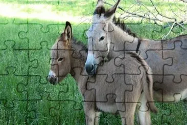 1 jigsaw puzzle