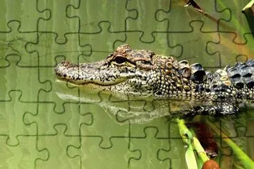 פאזל של 8