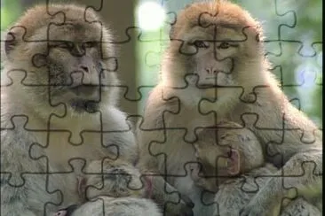29 jigsaw puzzle