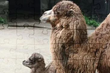 פאזל של 42